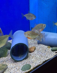 Cichlid and Spotted Dollar