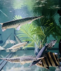 2x Florida gars for sale