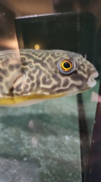 Mbu puffer