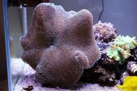 Corals to Sell