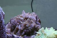 Corals to Sell