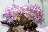 Corals to Sell