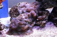 Corals to Sell