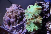 Corals to Sell