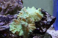 Corals to Sell