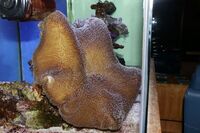 Corals to Sell