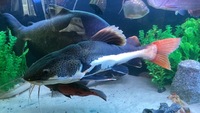 Large red tail catfish for sale 26” roughly