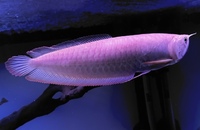 12-13” Albino Arowana for sale