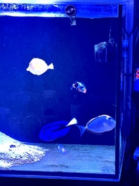 Yellow tang, naso tang, and regal tang, and clown