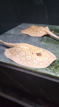 Albino pearl stingray