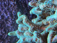 Easy to keep SPS corals, bubble tip anemones - bargain prices