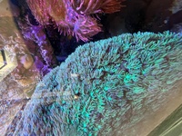 Easy to keep SPS corals, bubble tip anemones - bargain prices