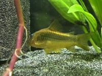 7 Gold laser Cory’s £100