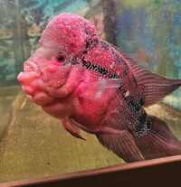 Flowerhorn