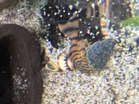 Alenquer Tiger L397 Pleco.