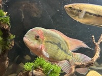 LARGE choclate cichlid