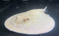 Albino Pearl Golden Base Stingray MALE