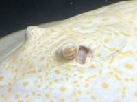 Albino Pearl Golden Base Stingray MALE