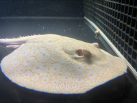 Albino Pearl Golden Base Stingray MALE