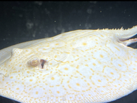 Albino Pearl Golden Base Stingray MALE