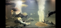 20" iridescent shark catfish