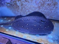 Breeding Pair Mini Marble Stingrays