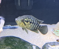 South American Cichlids & Tin foil Barbs FOR SALE