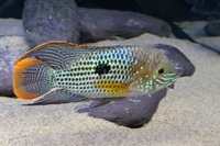 South American Cichlids & Tin foil Barbs FOR SALE