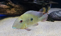 South American Cichlids & Tin foil Barbs FOR SALE