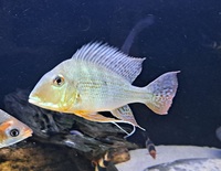 South American Cichlids & Tin foil Barbs FOR SALE