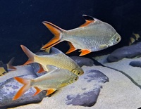 South American Cichlids & Tin foil Barbs FOR SALE