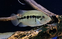 South American Cichlids & Tin foil Barbs FOR SALE