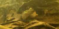 Breeding group of 11 fishers wood catfish