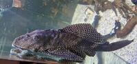 Sailfin Pleco