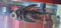 Sailfin Pleco