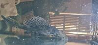 Sailfin Pleco