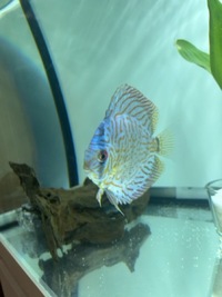 Discus 5-6” London