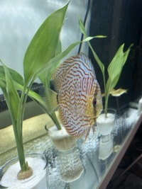 Discus 5-6” London