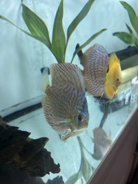 Discus 5-6” London