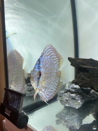 Discus 5-6” London