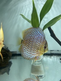 Discus 5-6” London