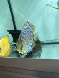 Discus 5-6” London