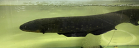 Electric Eel 30”+