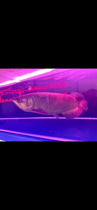 Rare Green Arowana Planet Arowana