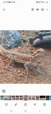 Bearded Dragon.. Red Stripe Morph.. 10 inch