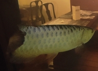 Malaysian golden cross back arowana and bluebase golden arowana