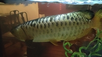 Malaysian golden cross back arowana and bluebase golden arowana