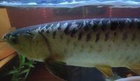 Malaysian golden cross back arowana and bluebase golden arowana