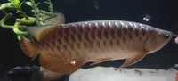 Malaysian golden cross back arowana and bluebase golden arowana