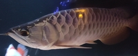 Malaysian golden cross back arowana and bluebase golden arowana